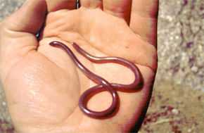 Serpent très petit tenant dans la paume de la main