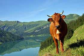 Vache tarine près du lac de Roselend en Beaufortain