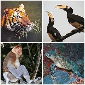 Description de l'image Wildlife_of_Malaysia.jpg.